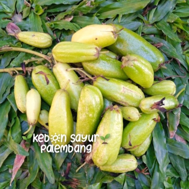 

Buah Segar Belimbing Wuluh 100 gr