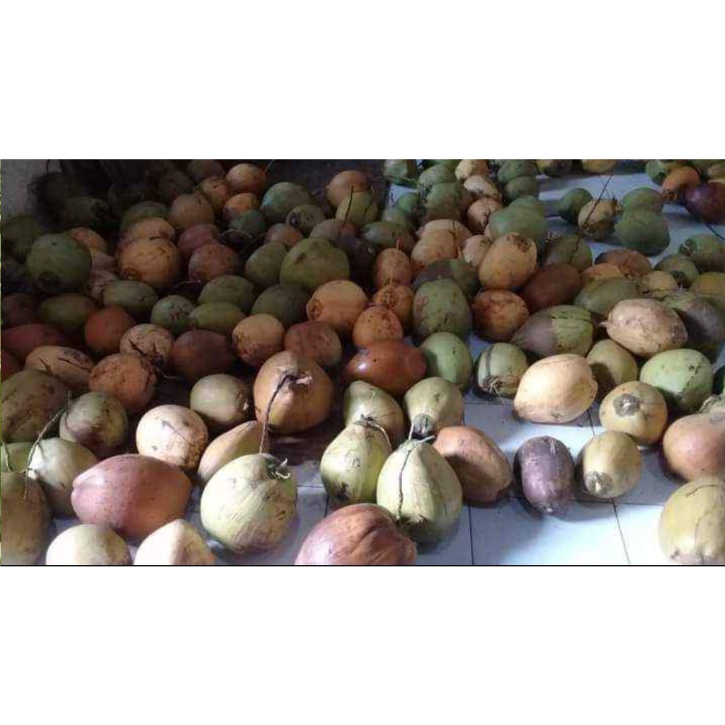 

kelapa kopyor segar bergaransi ukran 43-44 CM