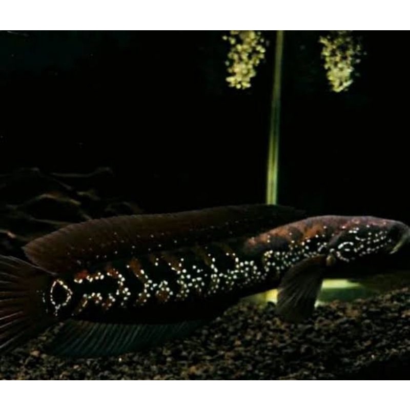 Channa Asiatica ws Pure 5-6cm