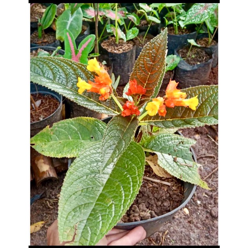 Tanaman Hias Begonia dengan 2 Warna Bunga (Orange &amp; Kuning)