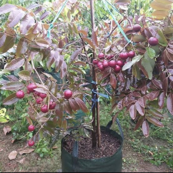 POHON BUAH KELENGKENG MERAH SUPER SUDAH BERBUAH