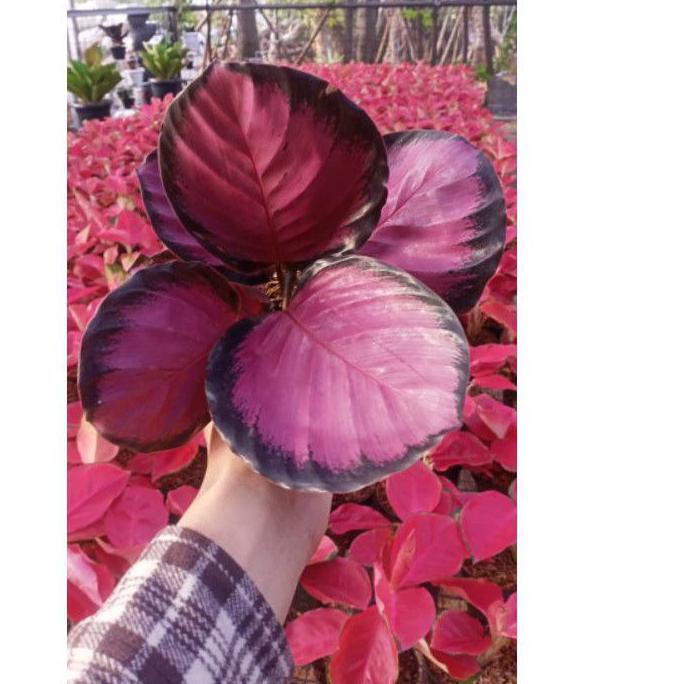 ► calathea Crimson ungu ✩