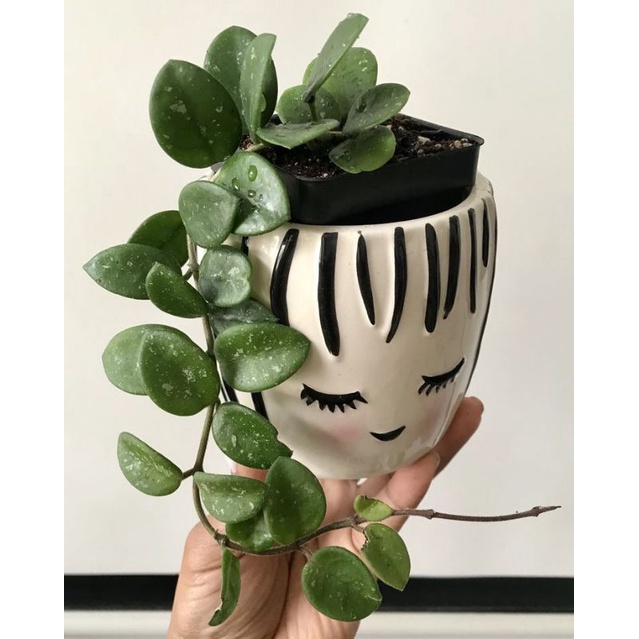 tanaman hias gantung Hoya obovata/obouva rimbun