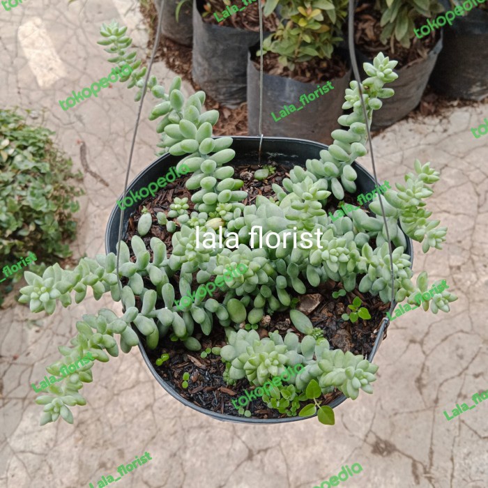 Terlaris Tanaman Hias Air Mata Ibu/Sekulen Air Mata Ibu