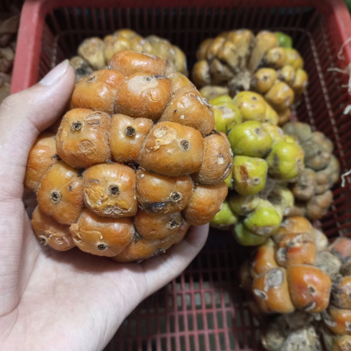 

cekala asam cikala 1kg