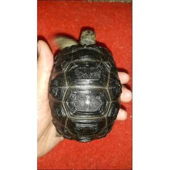 Aldabra 11 cm