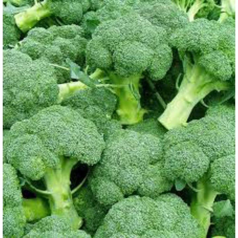 Brokoli hijau fresh 1KG