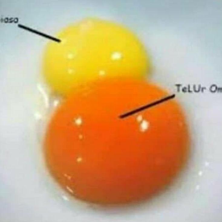 

Big Sale TELUR AYAM OMEGA 3 GRADE A