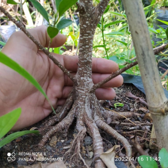 Terlaris Bahan Bonsai Kimeng Prokar (Pecah Batang)