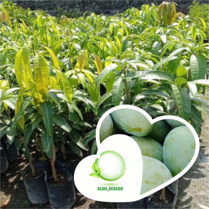 BIBIT POHON BUAH MANGGA MADU/TANAMAN BUAH MANGGA MADU