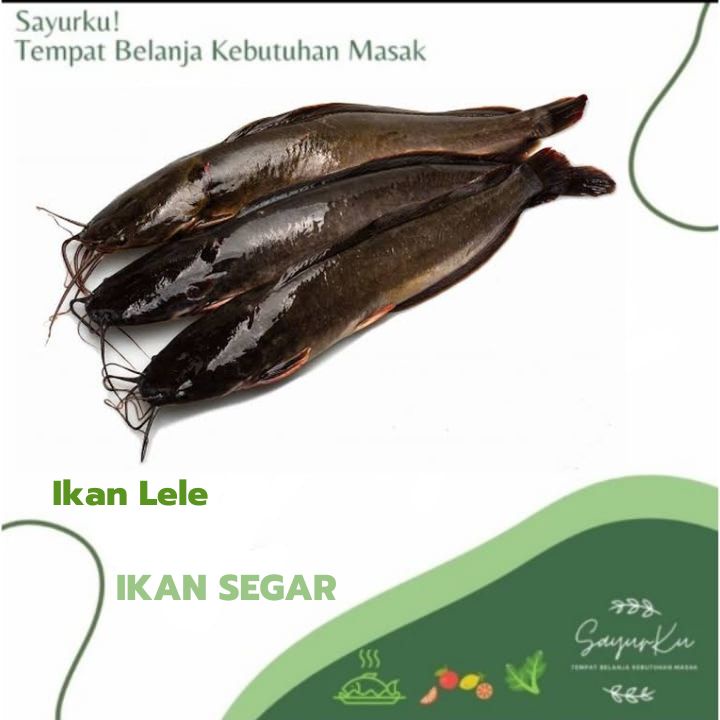 

ikan lele fresh