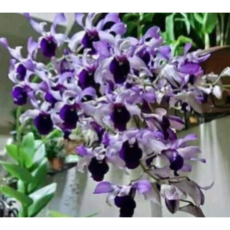 Dendro indonesia raya red&blue