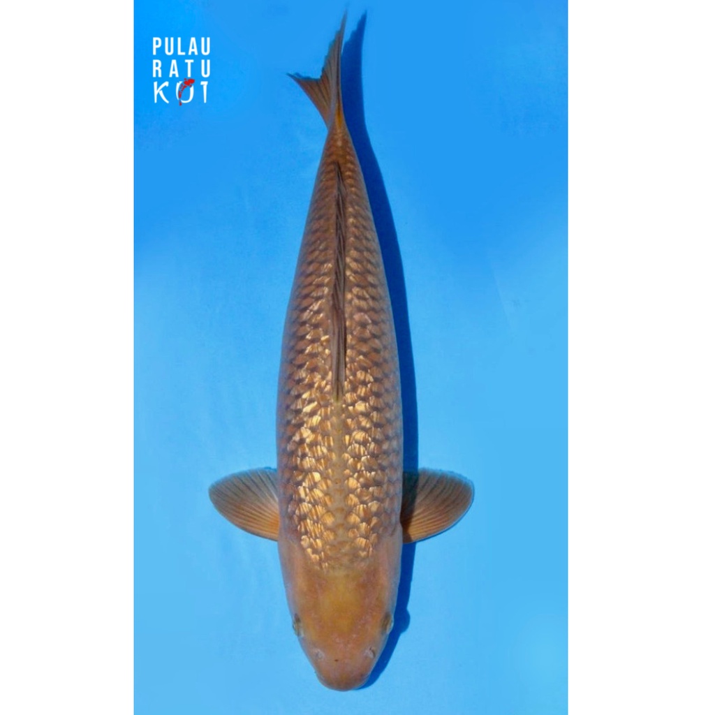 chagoi ginrin 70 bu male ogata koi farm koi import sertifikat breeder