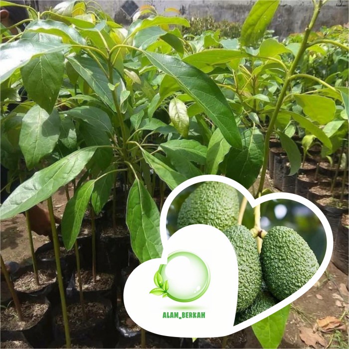 BIBIT POHON BUAH ALPUKAT HASS/TANAMAN BUAH ALPUKAT HASS