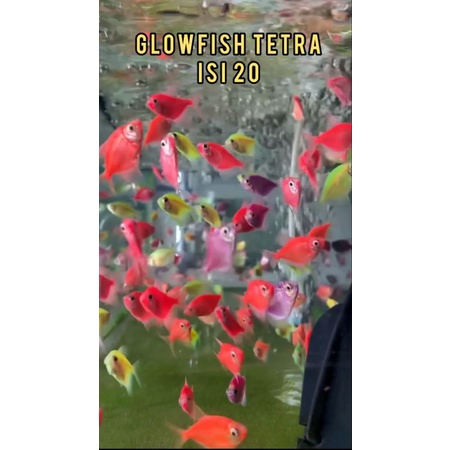 Replika ikan Glofis tetra isi 20 mix warna Termurah