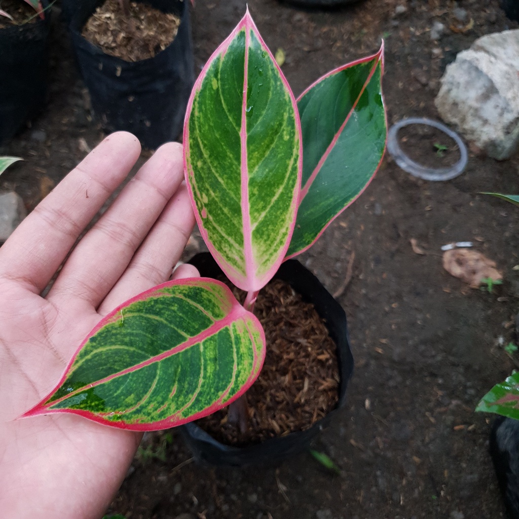 Aglonema lipstik pink puding | aglonema pink menor