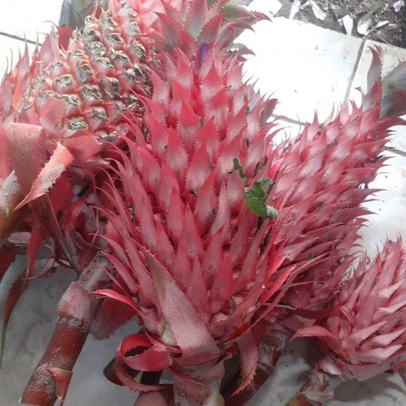 

nanas merah nanas muda
