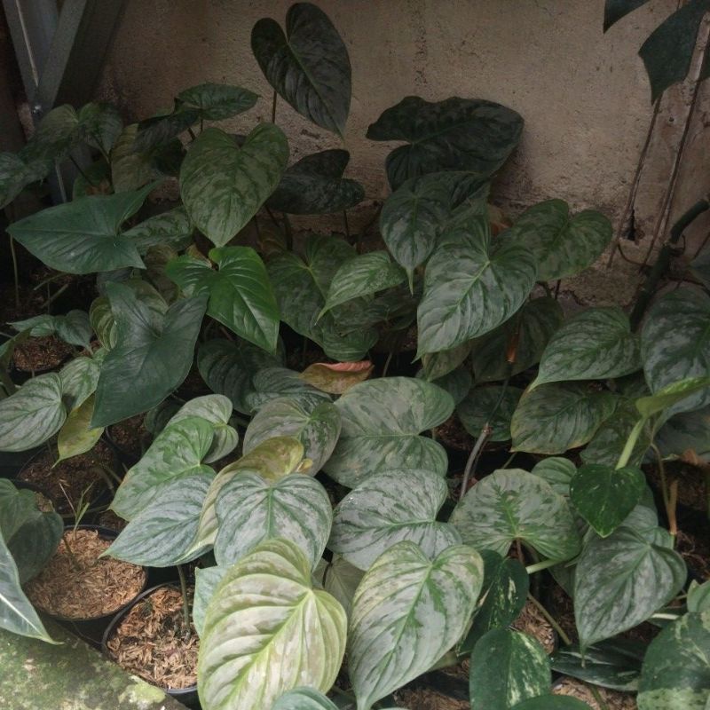 philodendron majestic