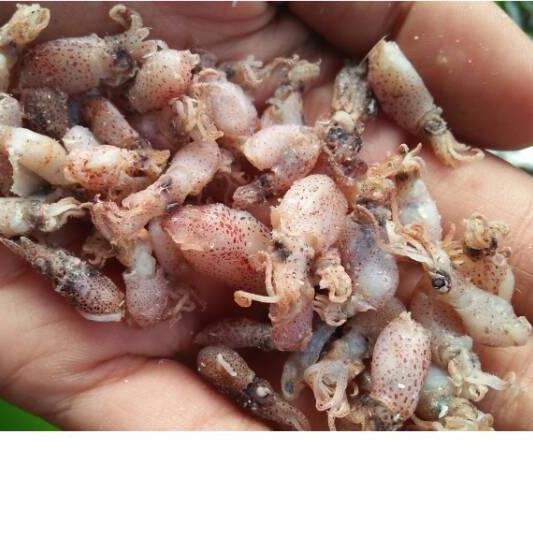 

▲ Bayi bayi cumi 500gr-Baby cumi uk 0,5-5cm ✱