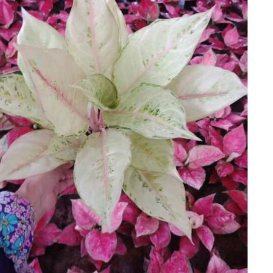 ❈ Aglaonema Frozen ☆
