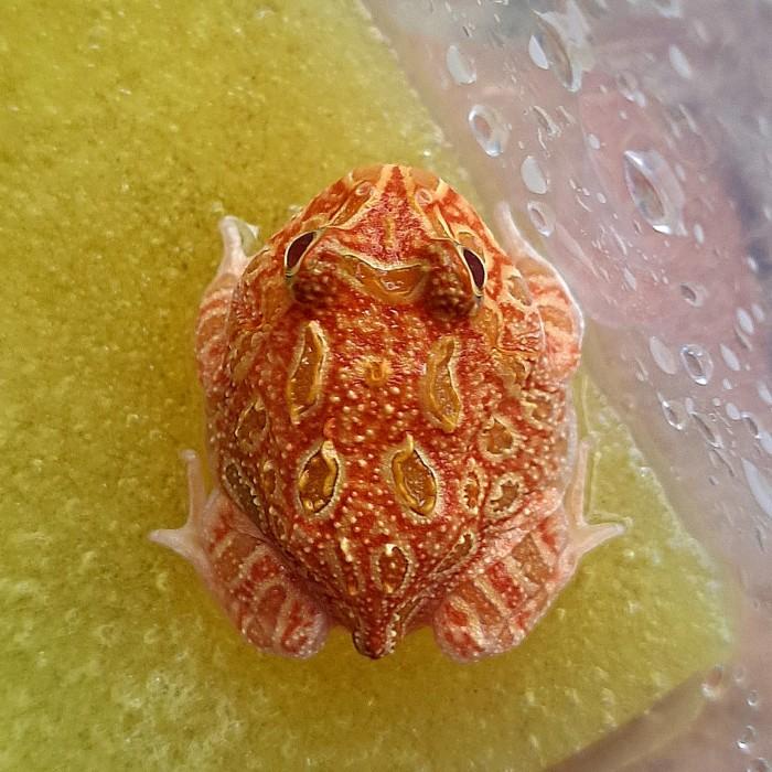 pajangan kodok katak pacman frog albino strawberry promo akhir tahun