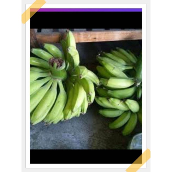

pisang batu muda atau pisang kelutuk segar 1kg