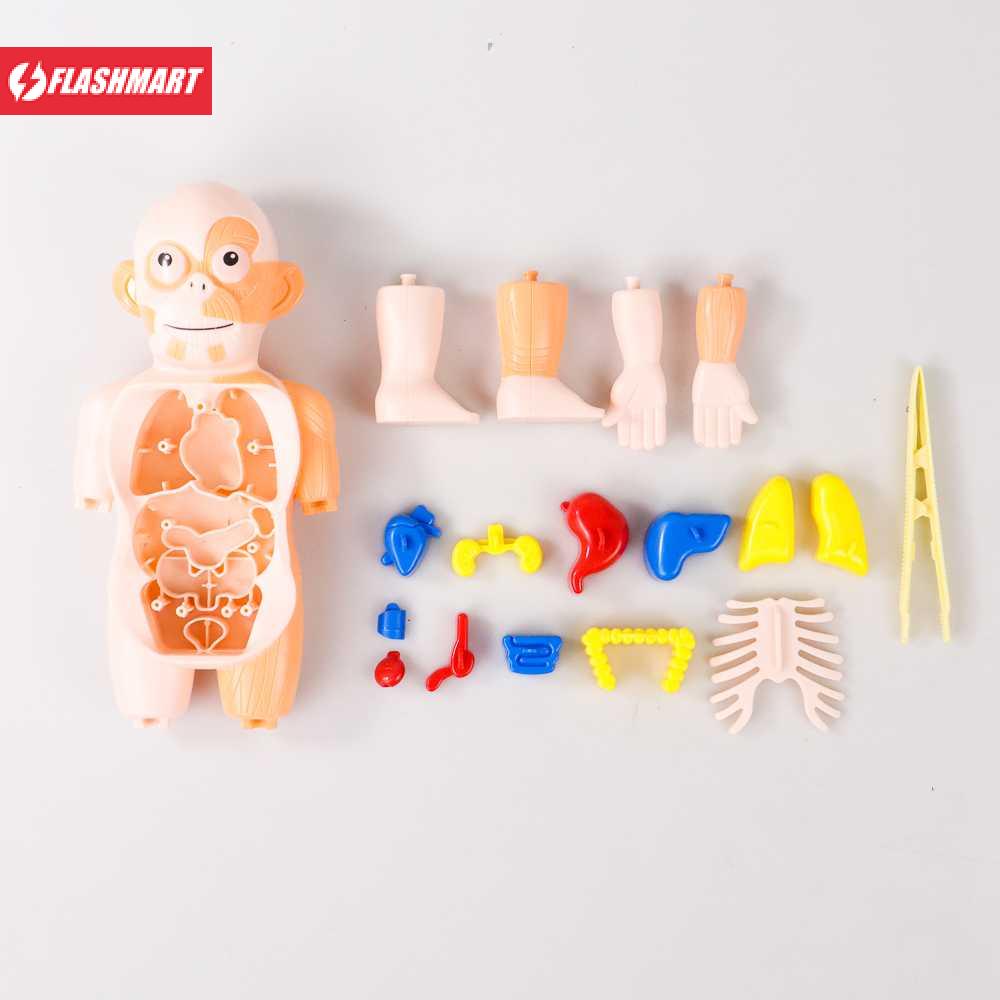 Flashmart Mainan Anak Montessori Body Anatomy Children Toy - DD232