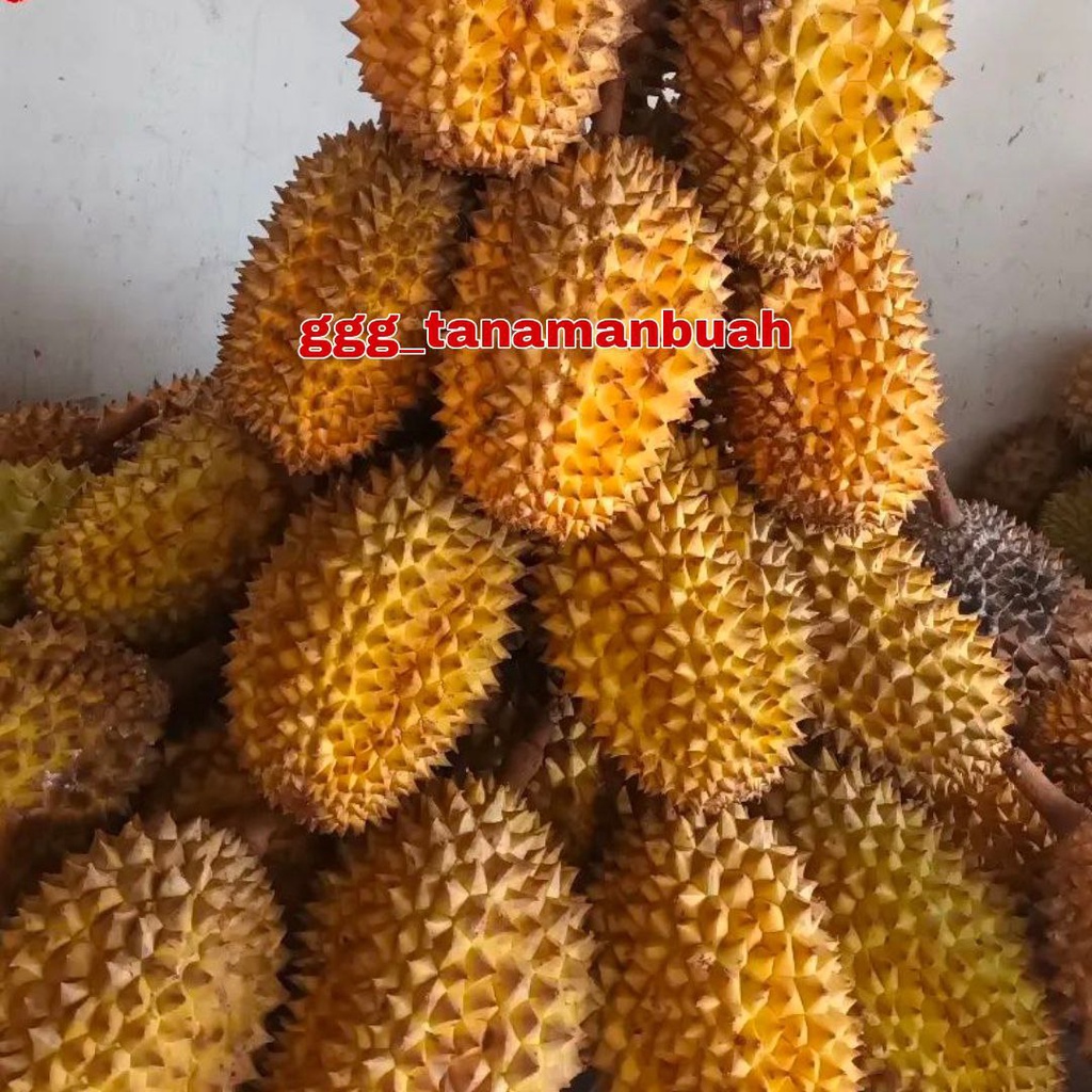 Bibit Durian Lay Super