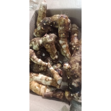 

Umbi Talas Ubi Talas Pulen belitung kimpul