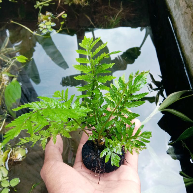 Pakis Air Tanaman Aquascape Media Wabikusa