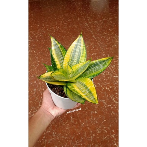 Sansivera Mini Golden Hahnii Philippine