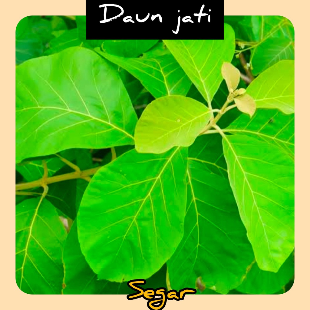 

Daun Jati segar 1 kg