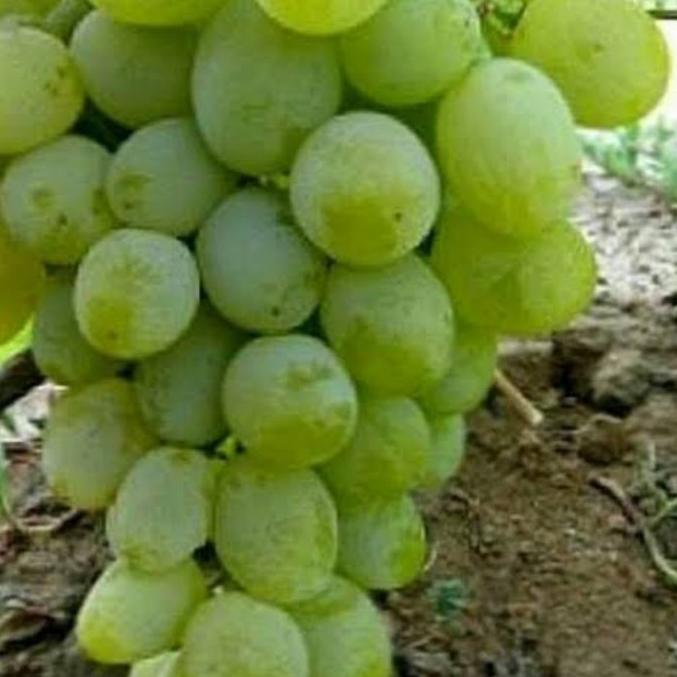 ✿ BIBIT ANGGUR IMPORT HAROLD VALID ➢