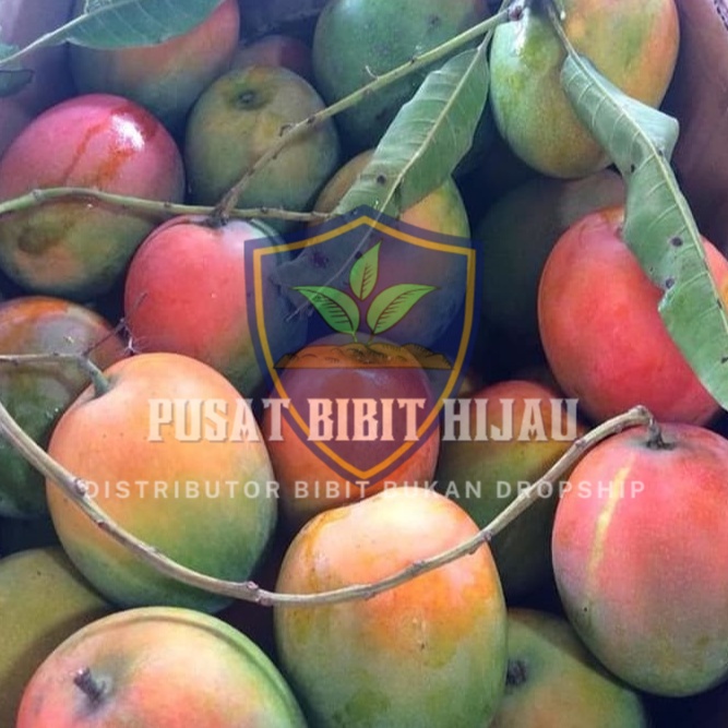 Bibit Mangga Gedong Gincu Cepat Berbuah Rasa Manis Segar