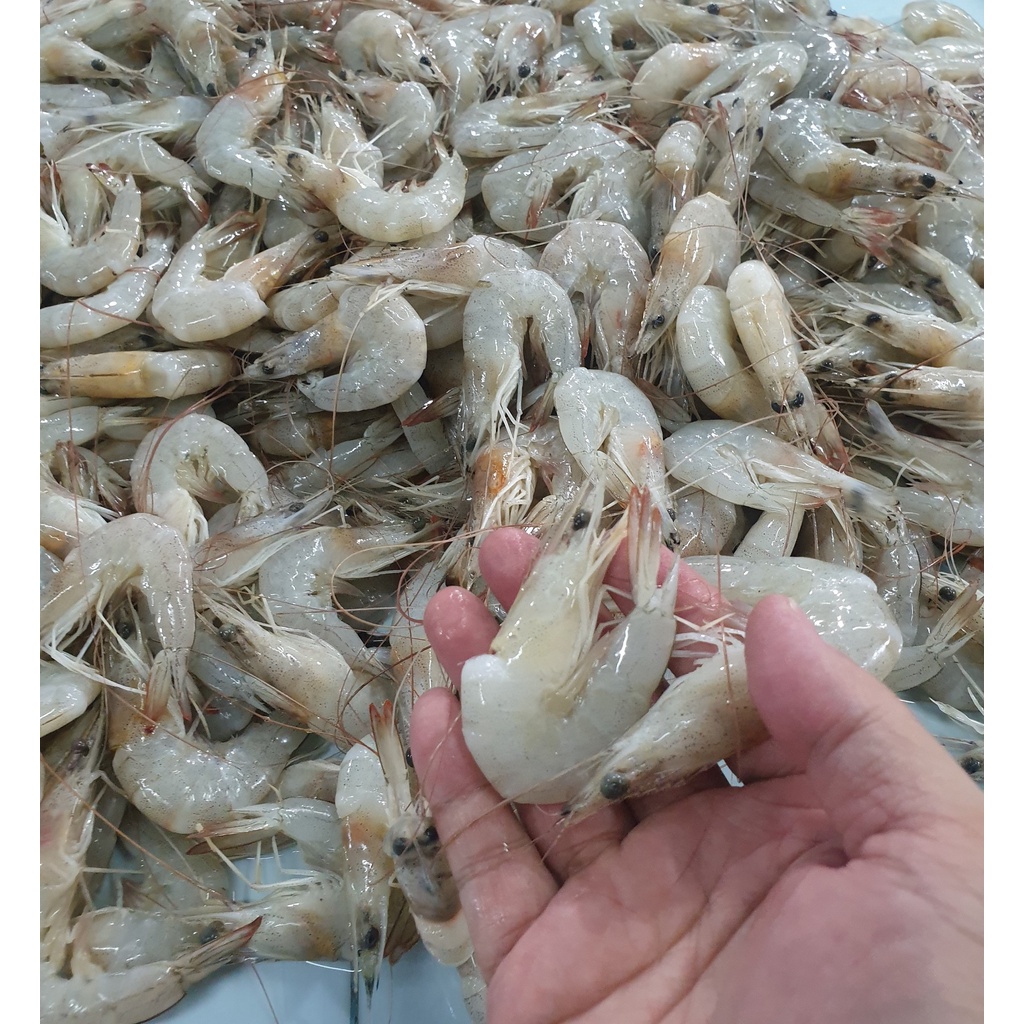 

Udang Peci Fresh Harian