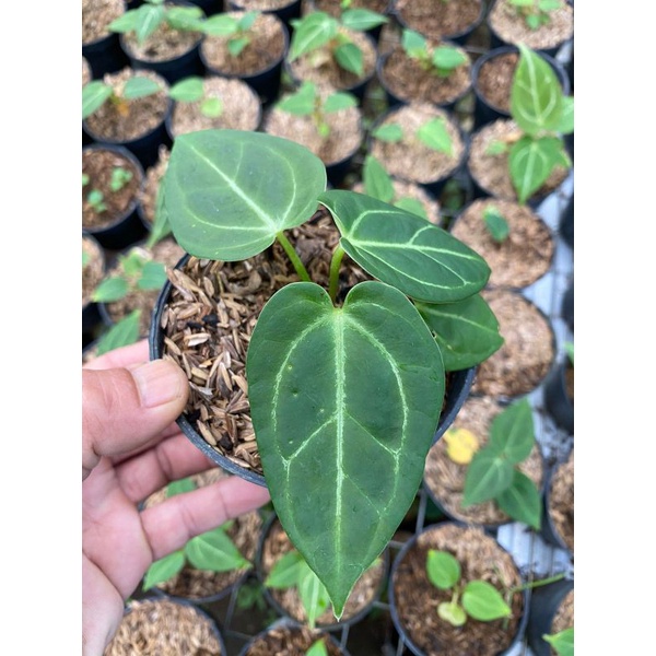 anthurium regale greg from seed