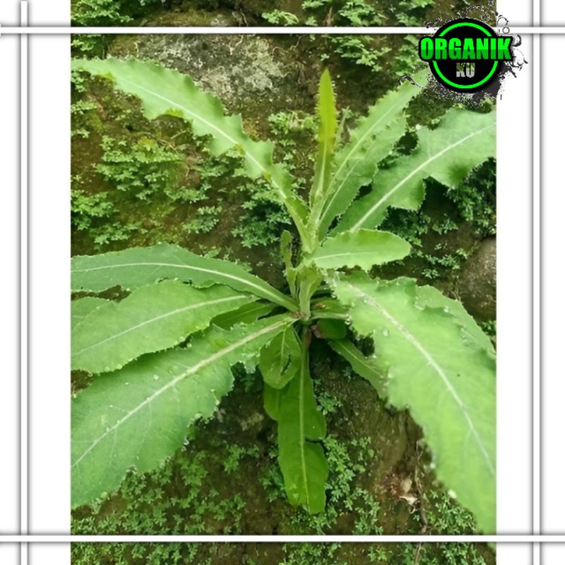 

daun Tempuyung segar 250 gram