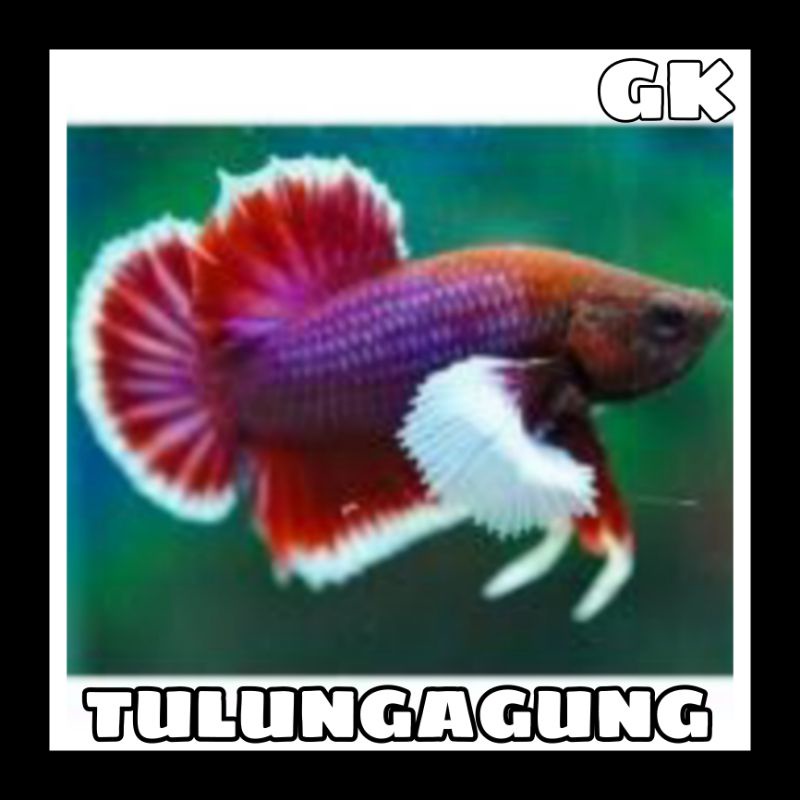 PK PLAKAT BIG EAR ASLI TULUNGAGUNG