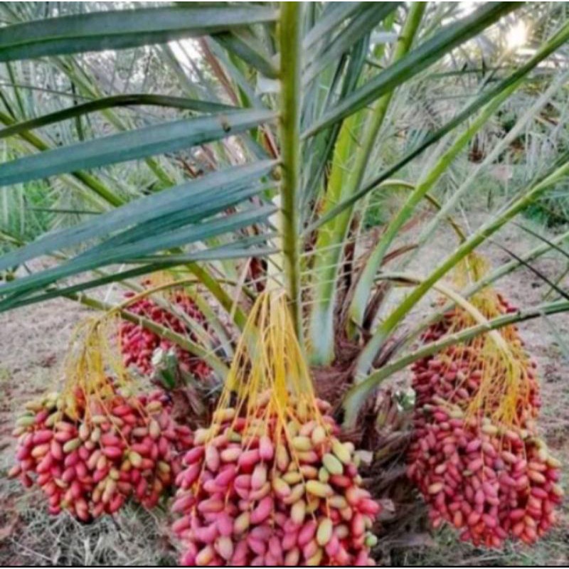 BIBIT KURMA AJWA CEPAT BERBUAH