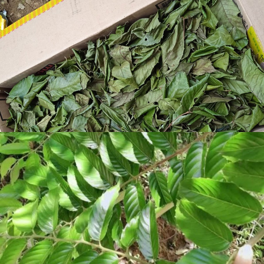 

DAUN TEH AFRIKA KERING 100 gram