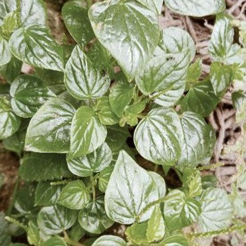 

Daun sirih cina Daun suruhan ketumpang air segar 500 gram