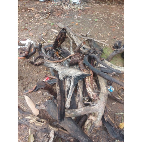 Kayu santigi karang aquascape