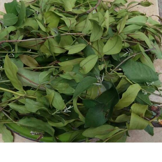 

❈ Daun Benalu Jeruk Nipis 500gram ◄
