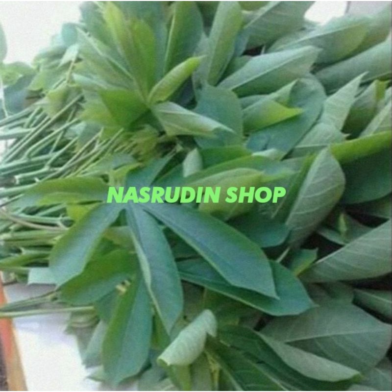 

DAUN SINGKONG (KARET) SEGAR 1KG / DAUN SINGKONG MUDA LANGSUNG PETIK