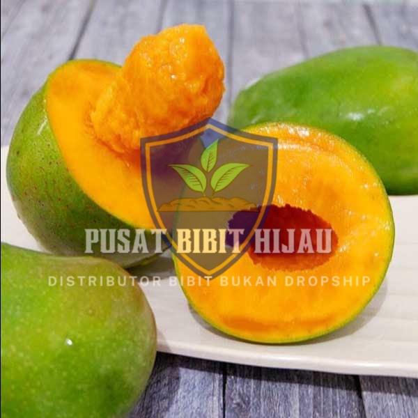 Bibit Mangga Alpukat Pohon Cepat Berbuah Sehat