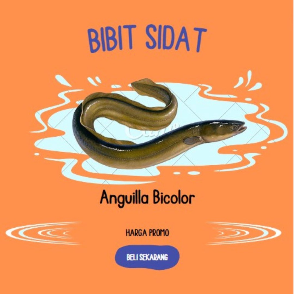 Sidat anguilla bicolor hidup 40-60 gram perekor