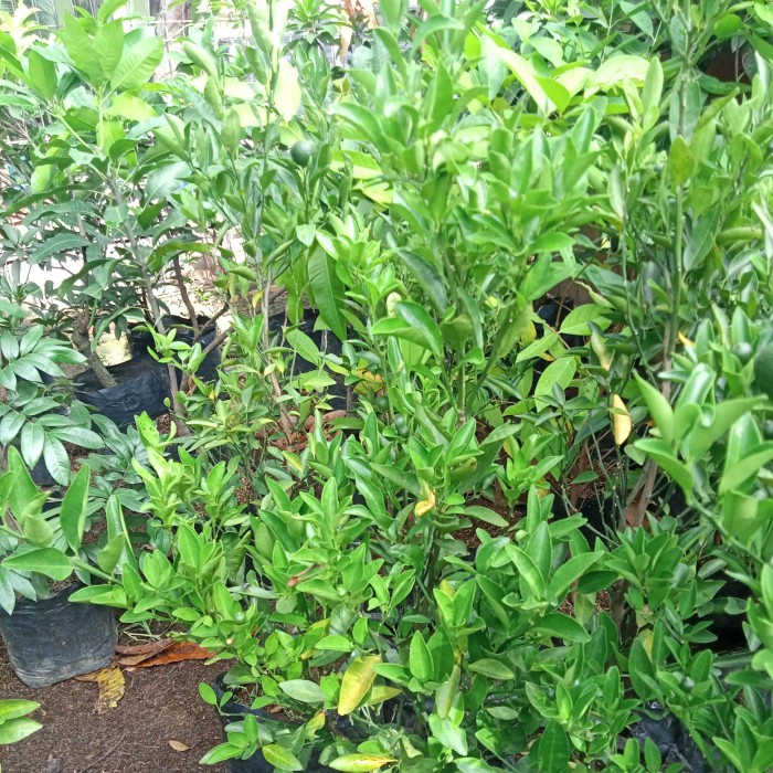 TANAMAN POHON BUAH JERUK SANTANG MADU HIJAU