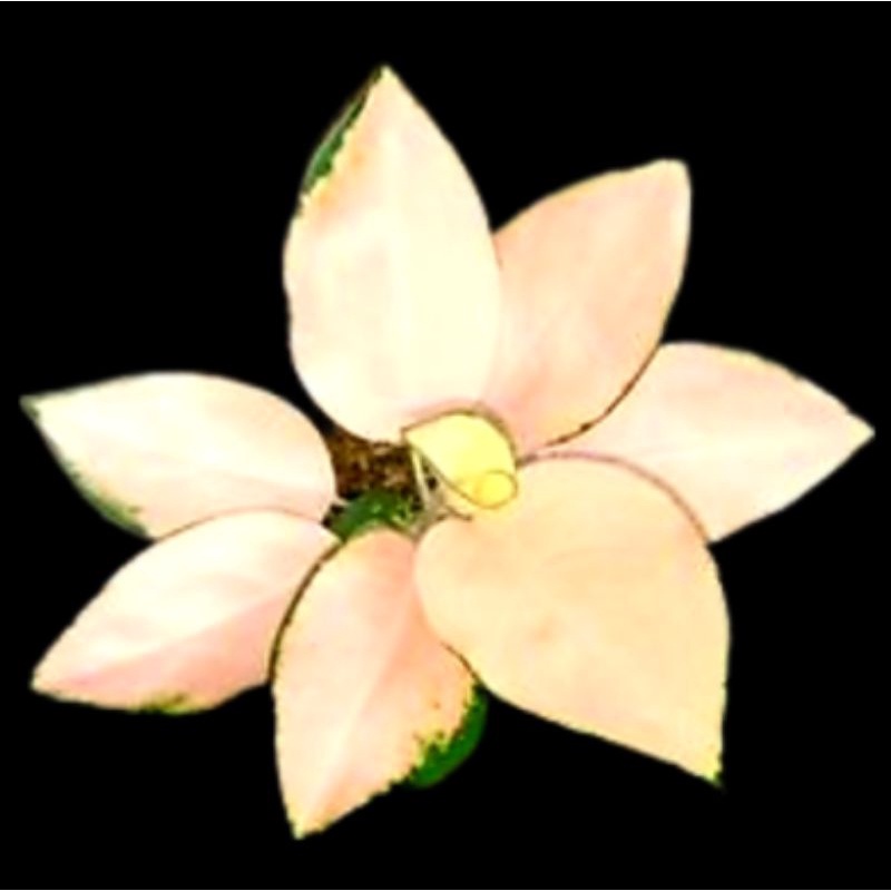 Aglonema Kochin Sutra