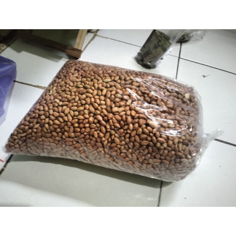 

Kacang Bali