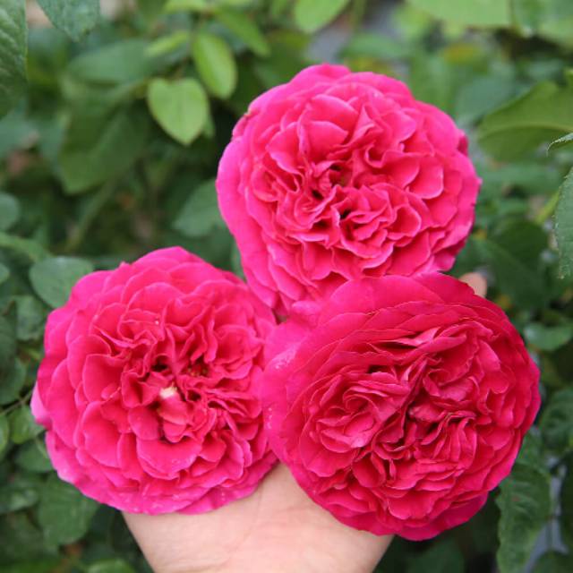 Bibit Tanaman Bunga Mawar Import David Austin Kate Rose Wangi/ Bunga Mawar Katerose